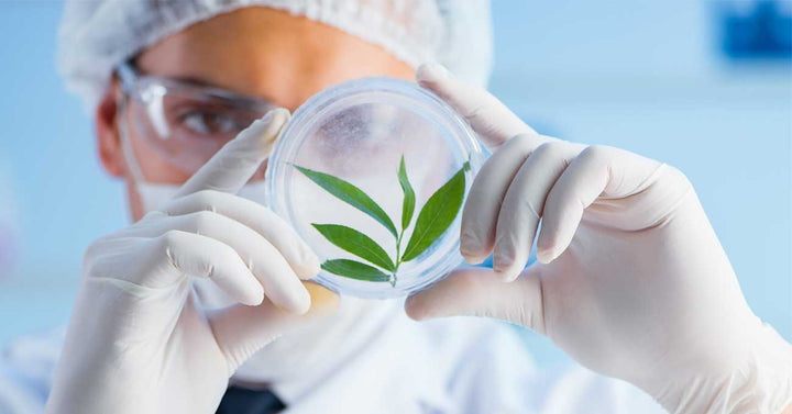 Examination of plant to extract DNA